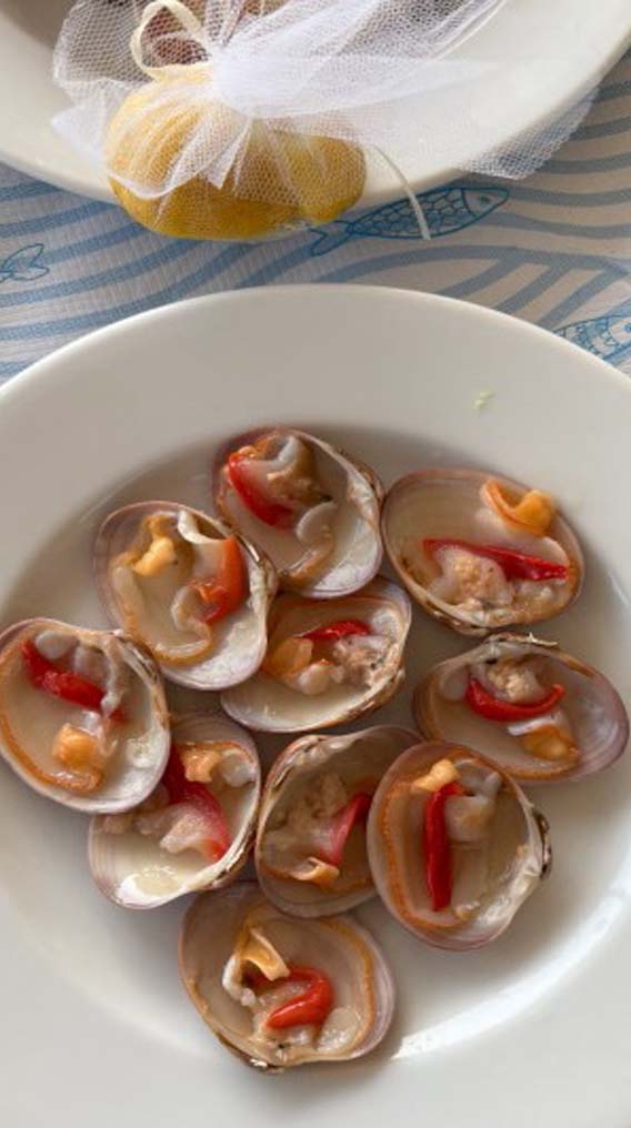 smooth clam