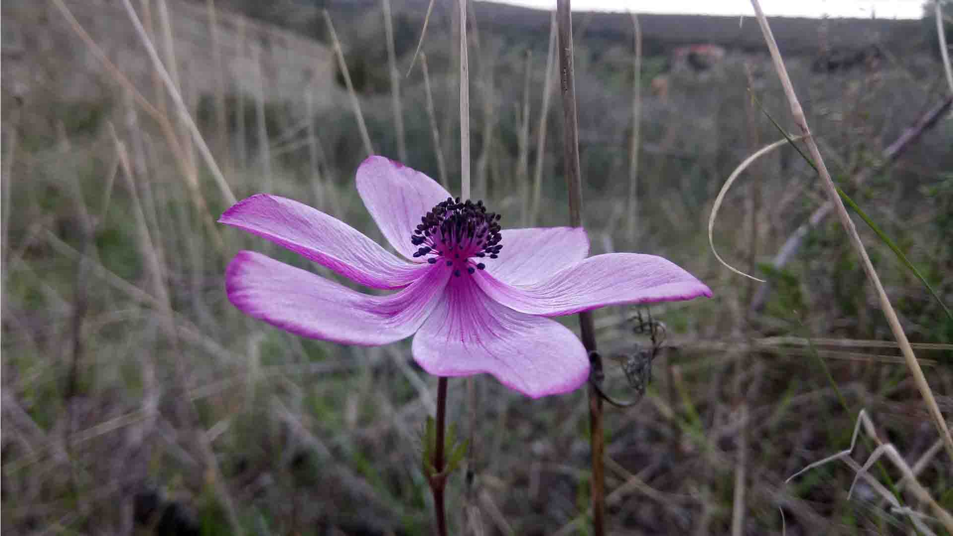 purple flower